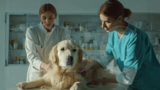 Получить лицензию на деятельность в сфере ветеринарии в Казахстане